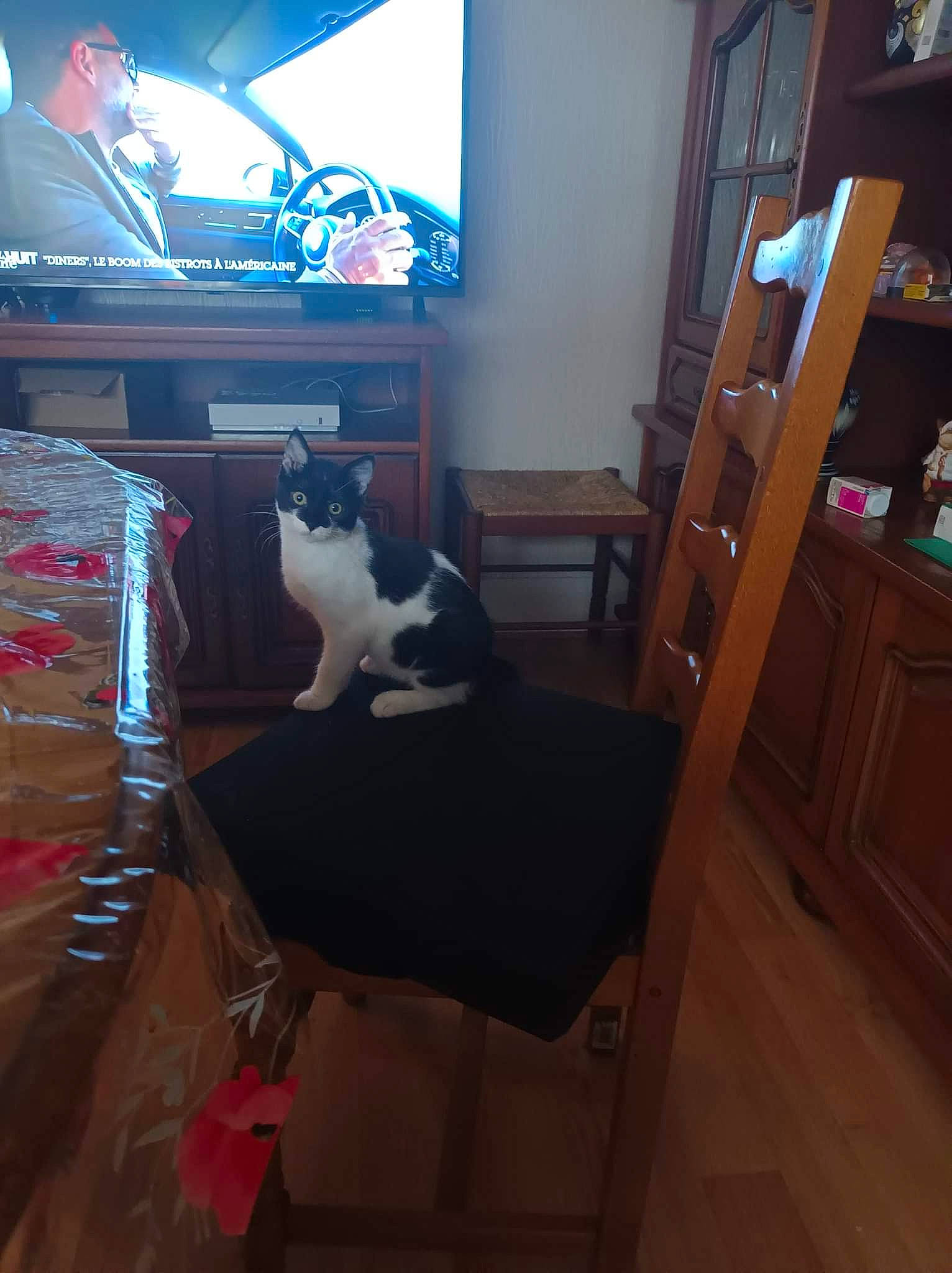 Capucine a rejoint le concours — aidez-le/la à gagner de superbes lots ! cable_television, carnivore, cat, felidae, floor, flooring, furniture, hardwood, house, interior_design, living_room, picture_frame, shelf, small_to_medium_sized_cats, table, television, television_set, whiskers, window, wood