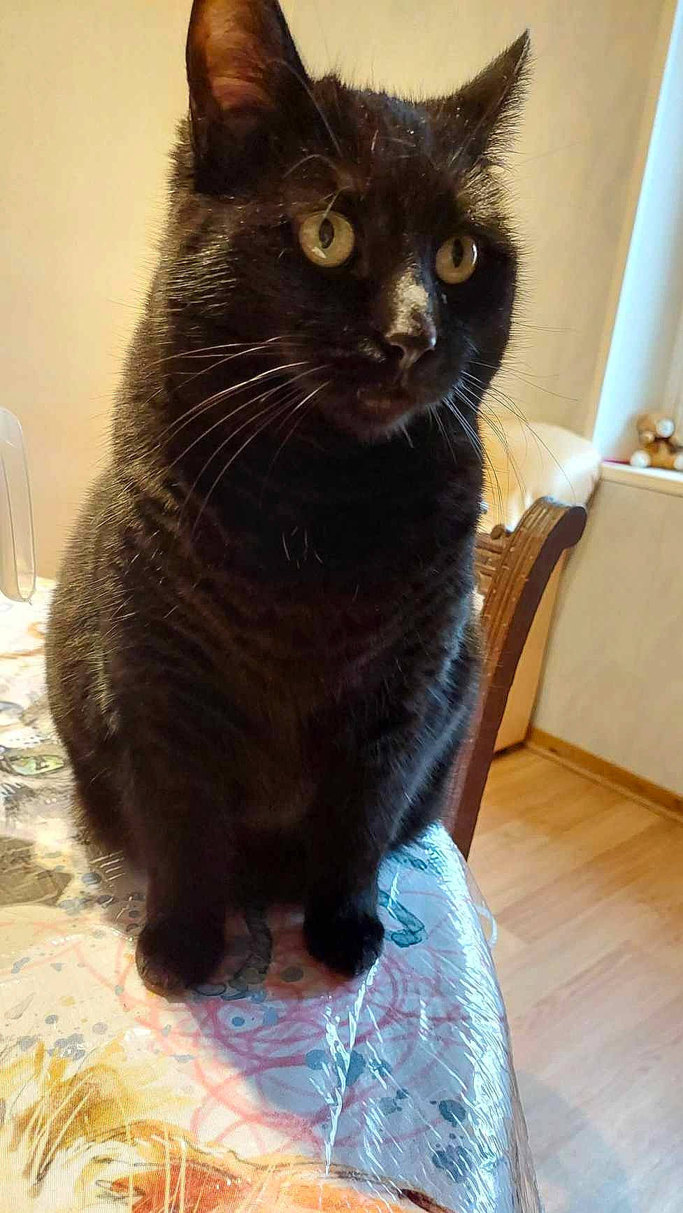 Plume a rejoint le concours — aidez-le/la à gagner de superbes lots ! black_cat, carnivore, cat, claw, domestic_short_haired_cat, felidae, flooring, fur, hardwood, small_to_medium_sized_cats, snout, tableware, tail, terrestrial_animal, whiskers