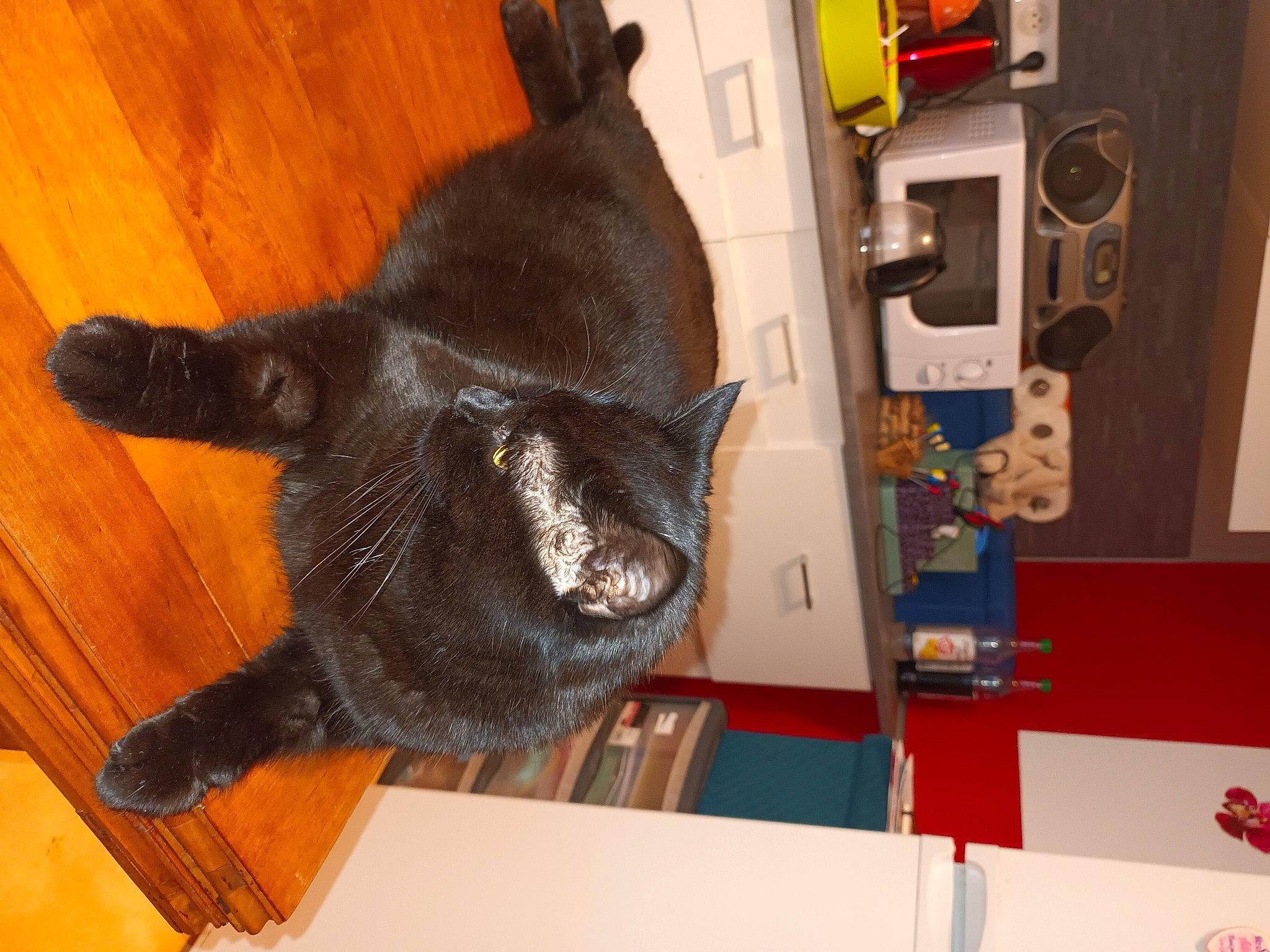 Plume participe au concours pour gagner de l'argent avec cette photo : black_cat, bombay, carnivore, cat, claw, domestic_short_haired_cat, felidae, flooring, fur, hardwood, laminate_flooring, machine, room, small_to_medium_sized_cats, tail, varnish, whiskers, wood, wood_flooring, wood_stain