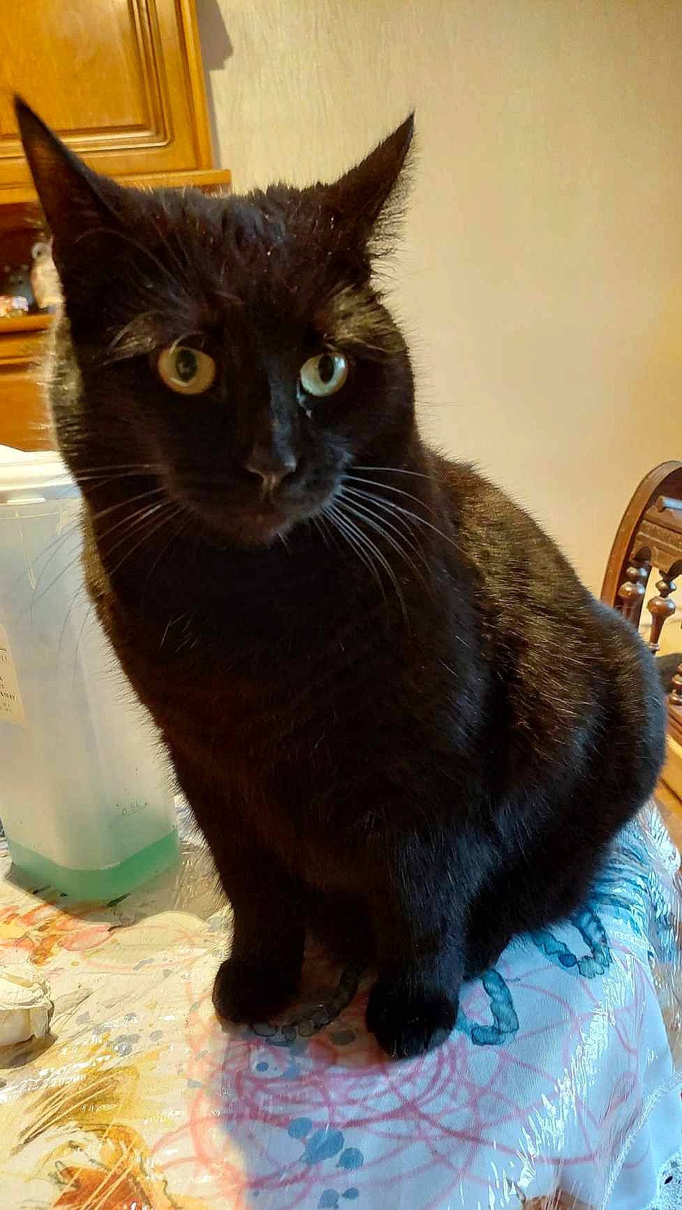 Plume a rejoint le concours — aidez-le/la à gagner de superbes lots ! black_cat, carnivore, cat, cat_supply, claw, comfort, domestic_short_haired_cat, felidae, fur, pet_supply, small_to_medium_sized_cats, snout, tail, terrestrial_animal, whiskers