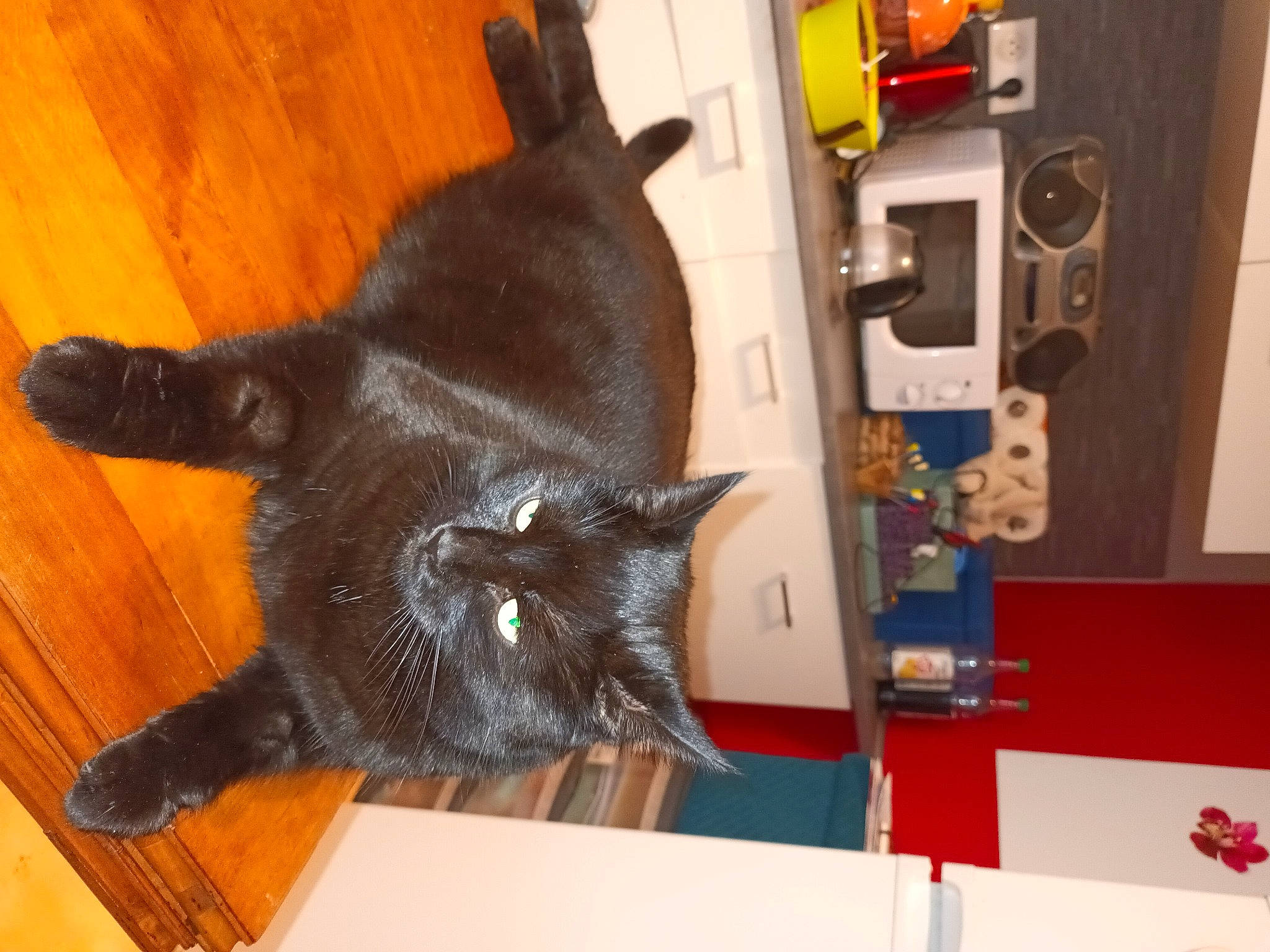 Plume participe au concours pour gagner de l'argent avec cette photo : black_cat, bombay, carnivore, cat, claw, domestic_short_haired_cat, felidae, flooring, fur, hardwood, laminate_flooring, machine, small_to_medium_sized_cats, tail, varnish, whiskers, wood, wood_flooring, wood_stain