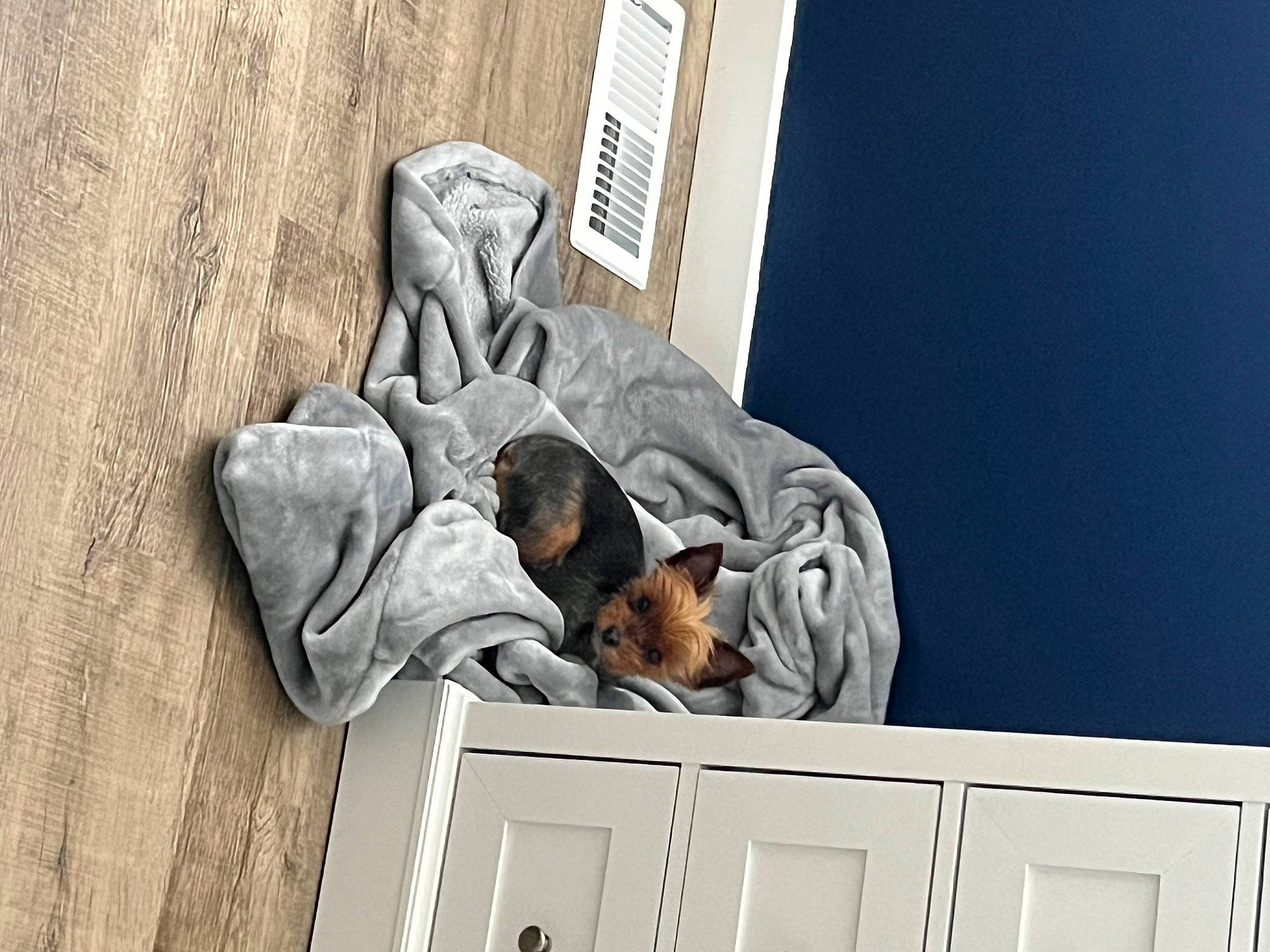 Dozer is registered to the contest to win money with this photo: canidae, carnivore, comfort, companion_dog, dog, dog_breed, door, guard_dog, nap, room, sitting, sleep, sporting_group, window, wood