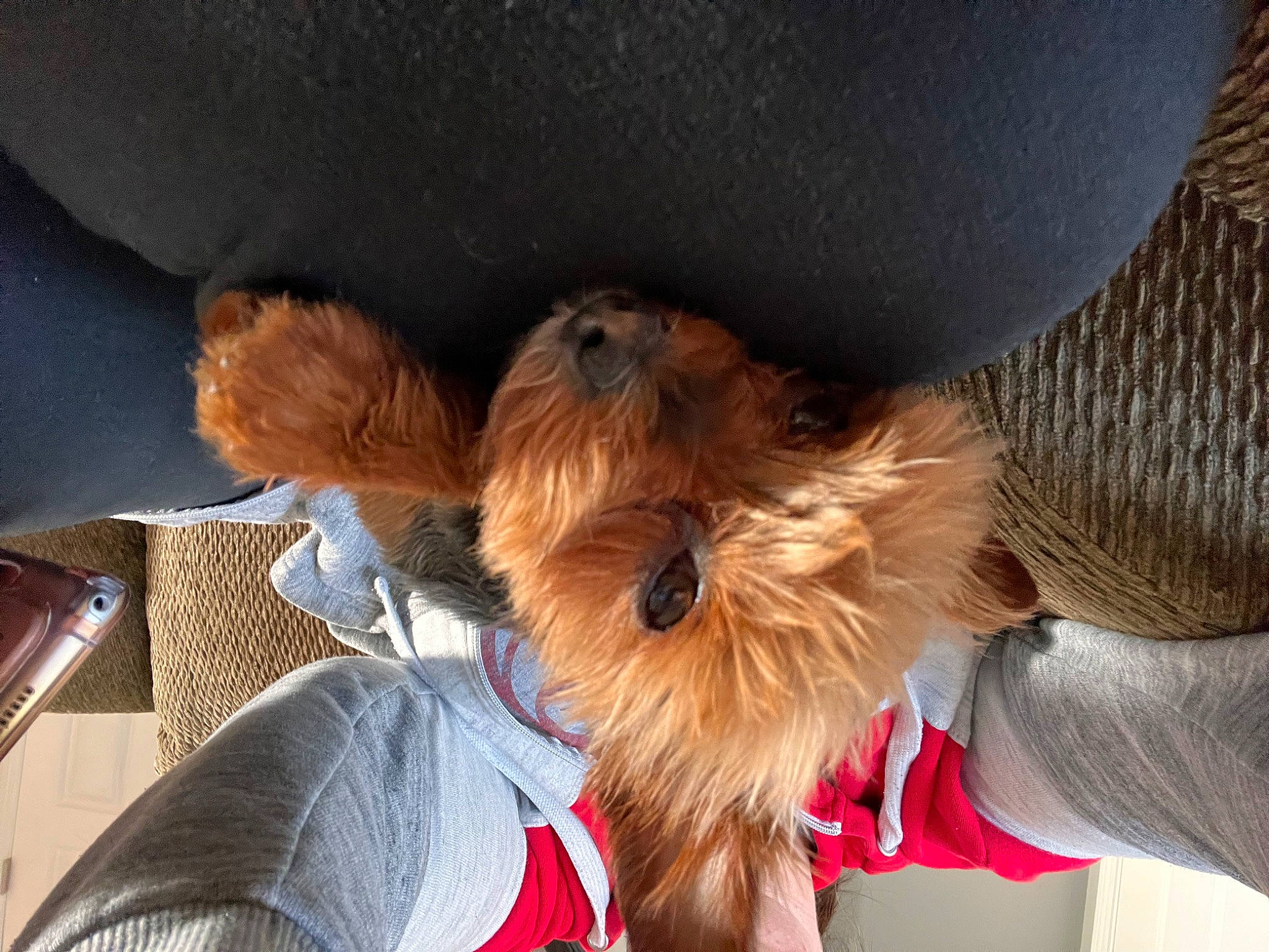 Dozer is registered to the contest to win money with this photo: canidae, carnivore, collar, comfort, companion_dog, dog, dog_breed, dog_collar, dog_supply, fawn, fur, gesture, liver, mammal, snout, sporting_group, terrier, toy_dog, vertebrate, working_animal