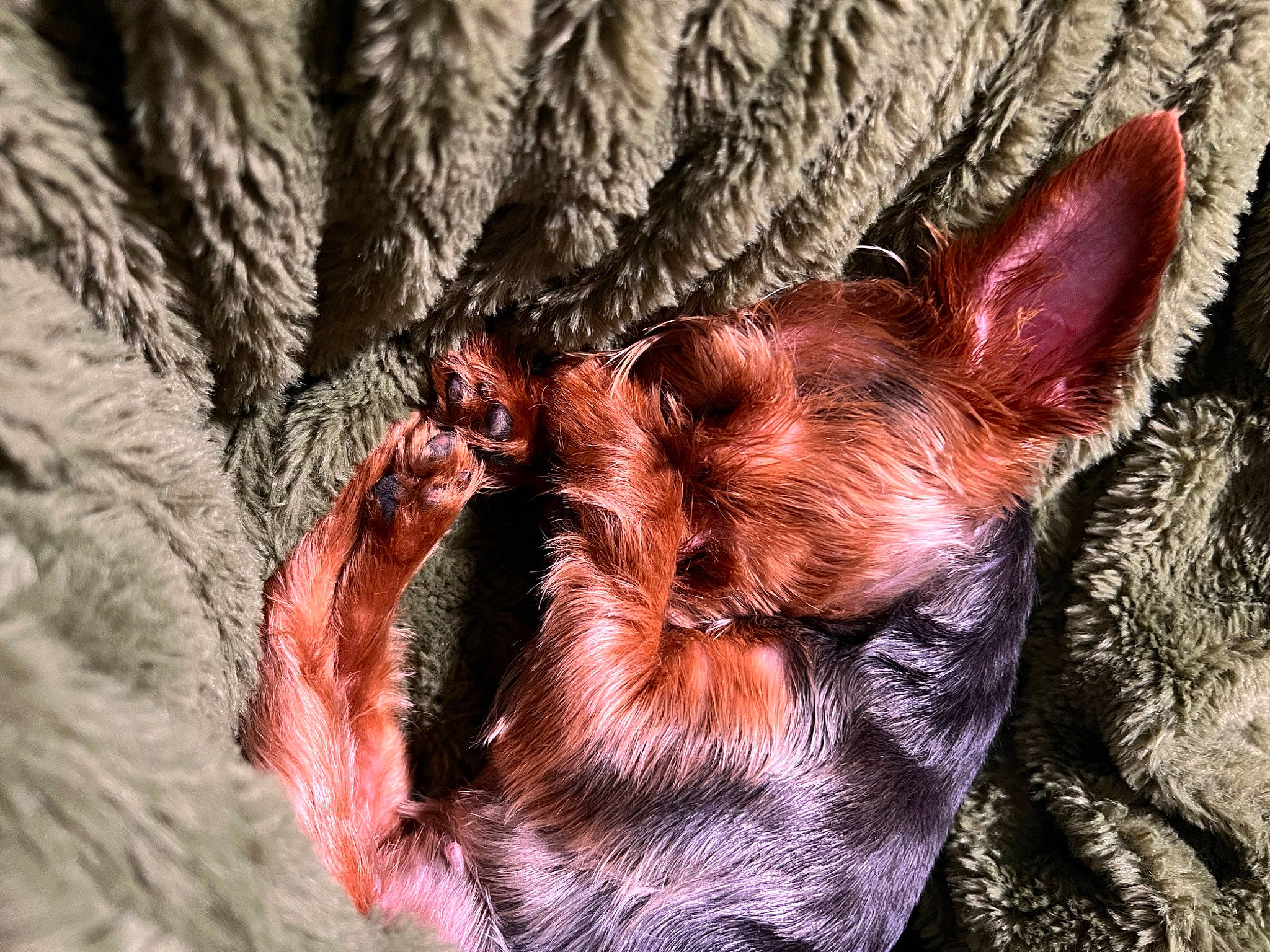 Dozer is registered to the contest to win money with this photo: bat, canidae, carnivore, companion_dog, dog, dog_breed, ear, fawn, felidae, fur, head, liver, organism, snout, sporting_group, tail, terrestrial_animal, toy_dog, whiskers, wood