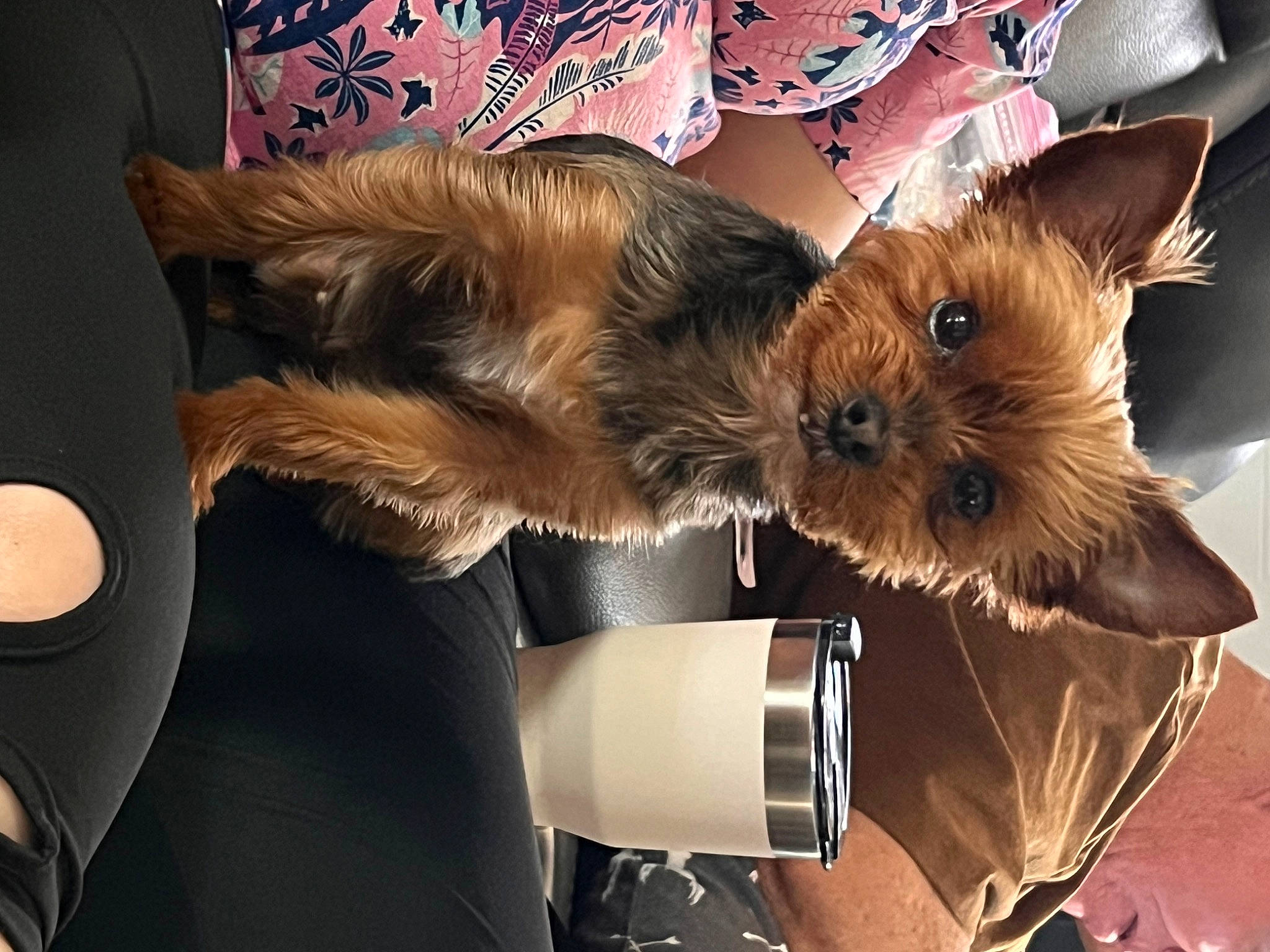 Dozer joined the competition — help win amazing prizes! australian_terrier, canidae, carnivore, companion_dog, dog, dog_breed, dog_clothes, fawn, fur, liver, small_terrier, snout, sporting_group, terrier, toy_dog, whiskers, working_animal, yorkipoo, yorkshire_terrier