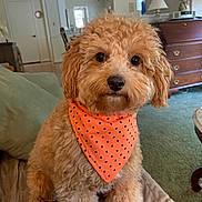 Brady is registered to the contest to win money with this photo: dog, puppy, curly_fur, orange_bandana, polka_dot, couch, living_room, furniture, carpet, lamp, chandelier, window, door, wooden_drawer, plant, cute, pet, indoor, sitting, fur