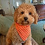 dog, puppy, curly_fur, orange_bandana, polka_dot, couch, living_room, furniture, carpet, lamp, chandelier, window, door, wooden_drawer, plant, cute, pet, indoor, sitting, fur