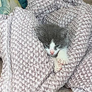Bella is registered to the contest to win money with this photo: animal, blanket, cat, comfort, cozy, cute, fur, indoor, kitten, nap, paws, pet, pink_nose, rest, sleepy, small, soft, texture, warm, wrapped