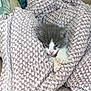 animal, blanket, cat, comfort, cozy, cute, fur, indoor, kitten, nap, paws, pet, pink_nose, rest, sleepy, small, soft, texture, warm, wrapped