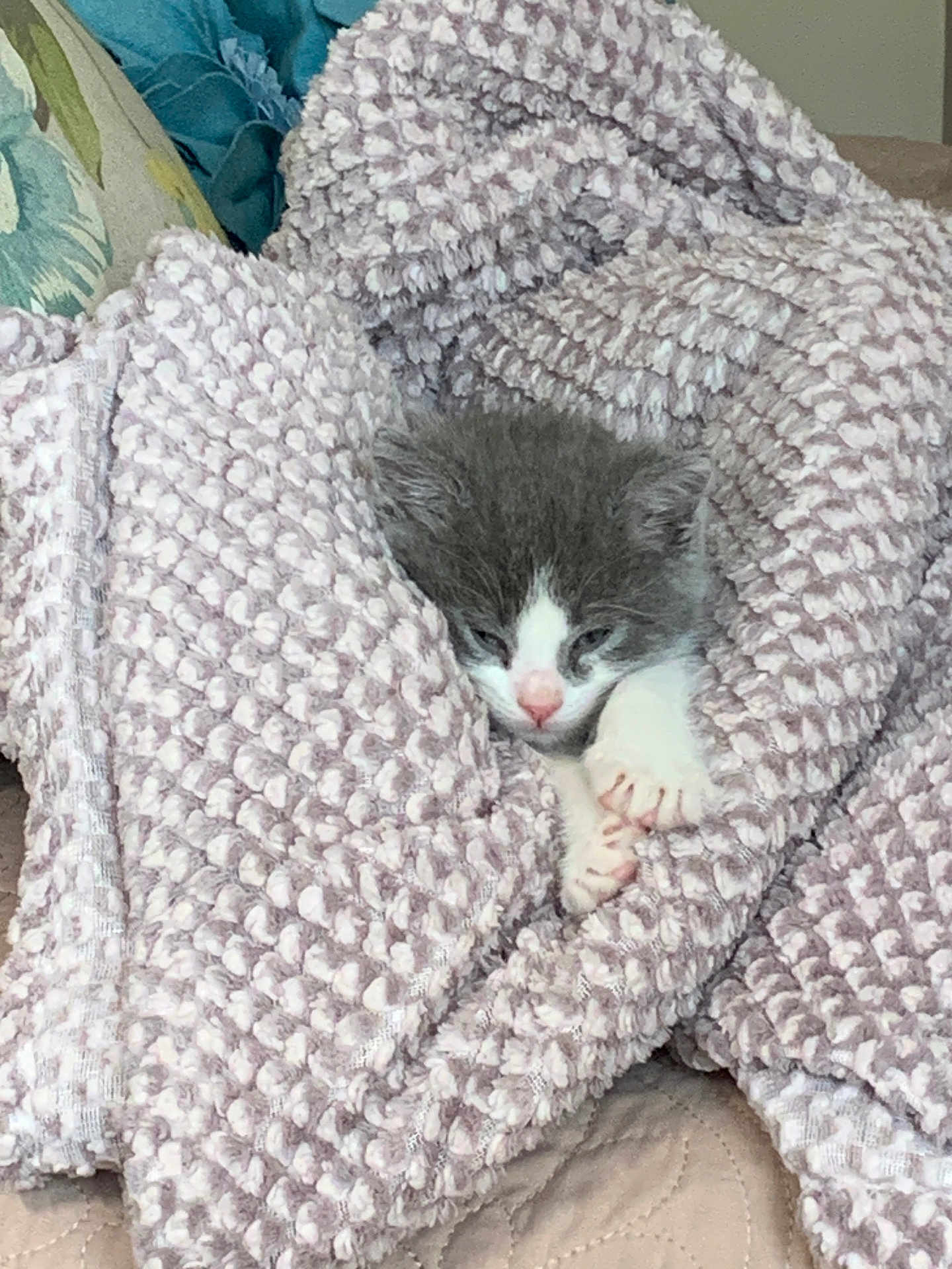 Bella