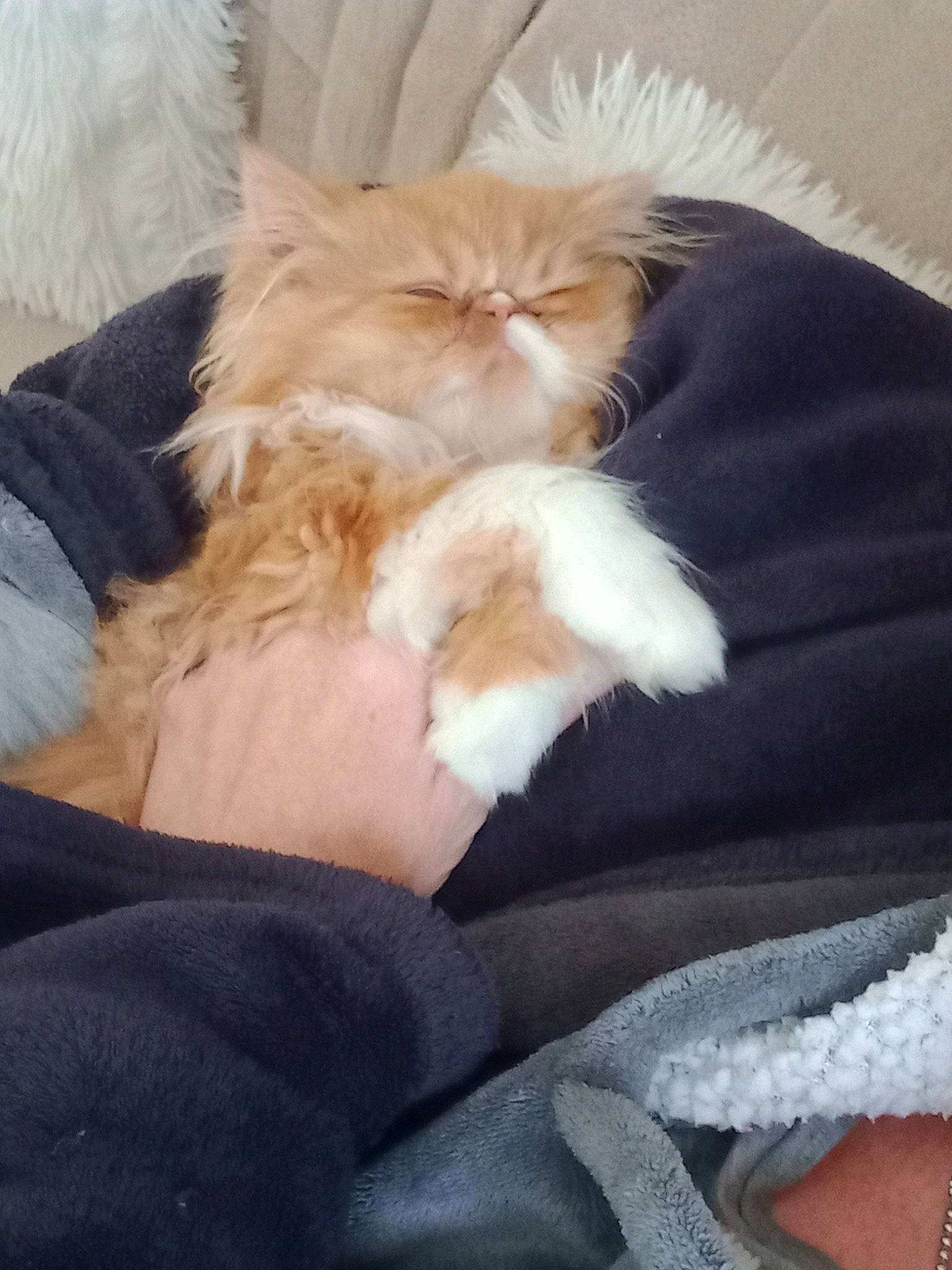 Chanel participe au concours pour gagner de l'argent avec cette photo : bed, canidae, carnivore, cat, claw, comfort, companion_dog, fawn, felidae, fur, human_leg, lap, linens, nap, paw, small_to_medium_sized_cats, tail, textile, thigh, whiskers