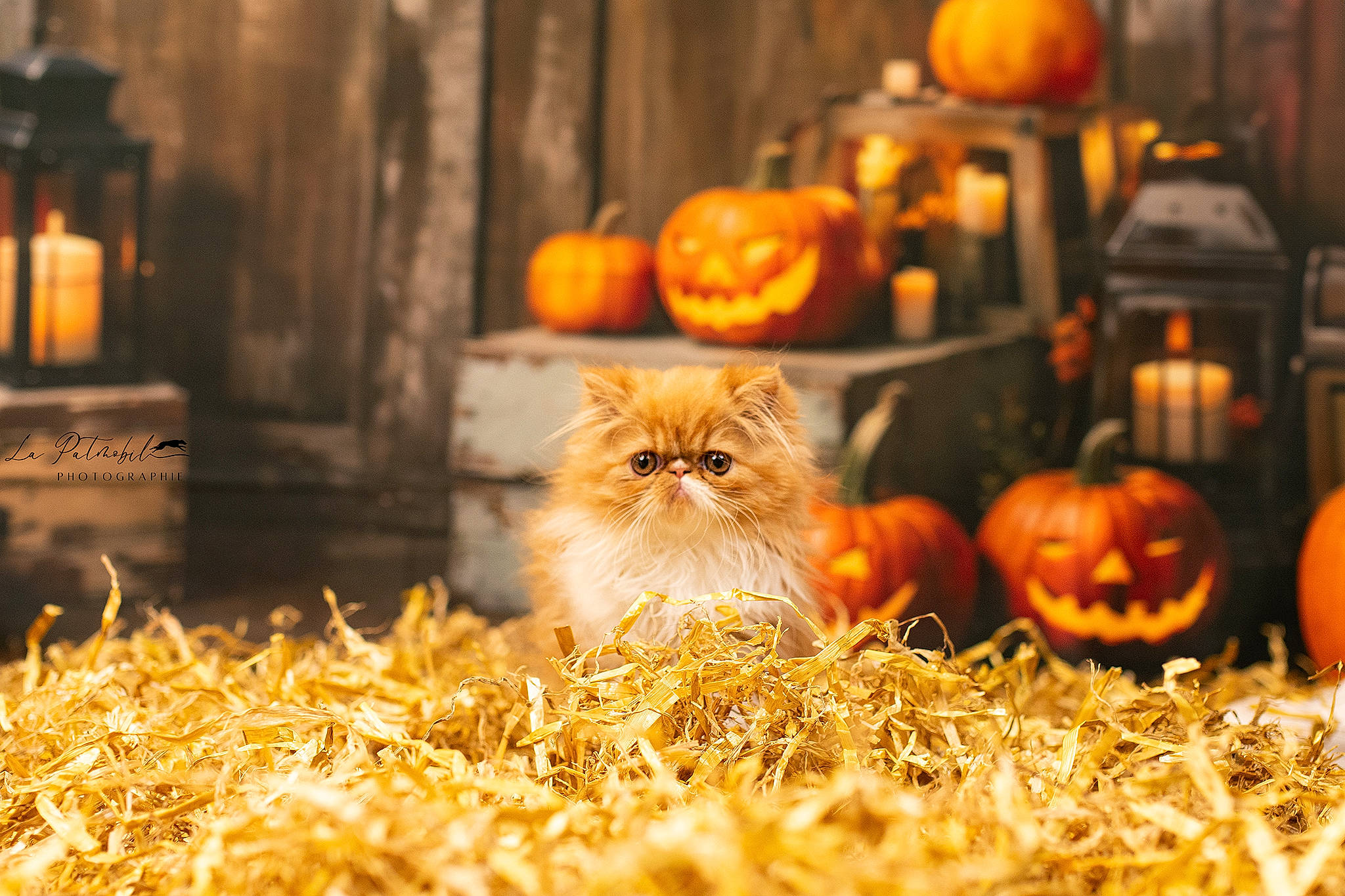 Chanel a rejoint le concours — aidez-le/la à gagner de superbes lots ! calabaza, carnivore, cat, cucurbita, door, event, felidae, gourd, grass, local_food, natural_foods, orange, plant, pumpkin, small_to_medium_sized_cats, squash, vegetable, whiskers, whole_food, winter_squash