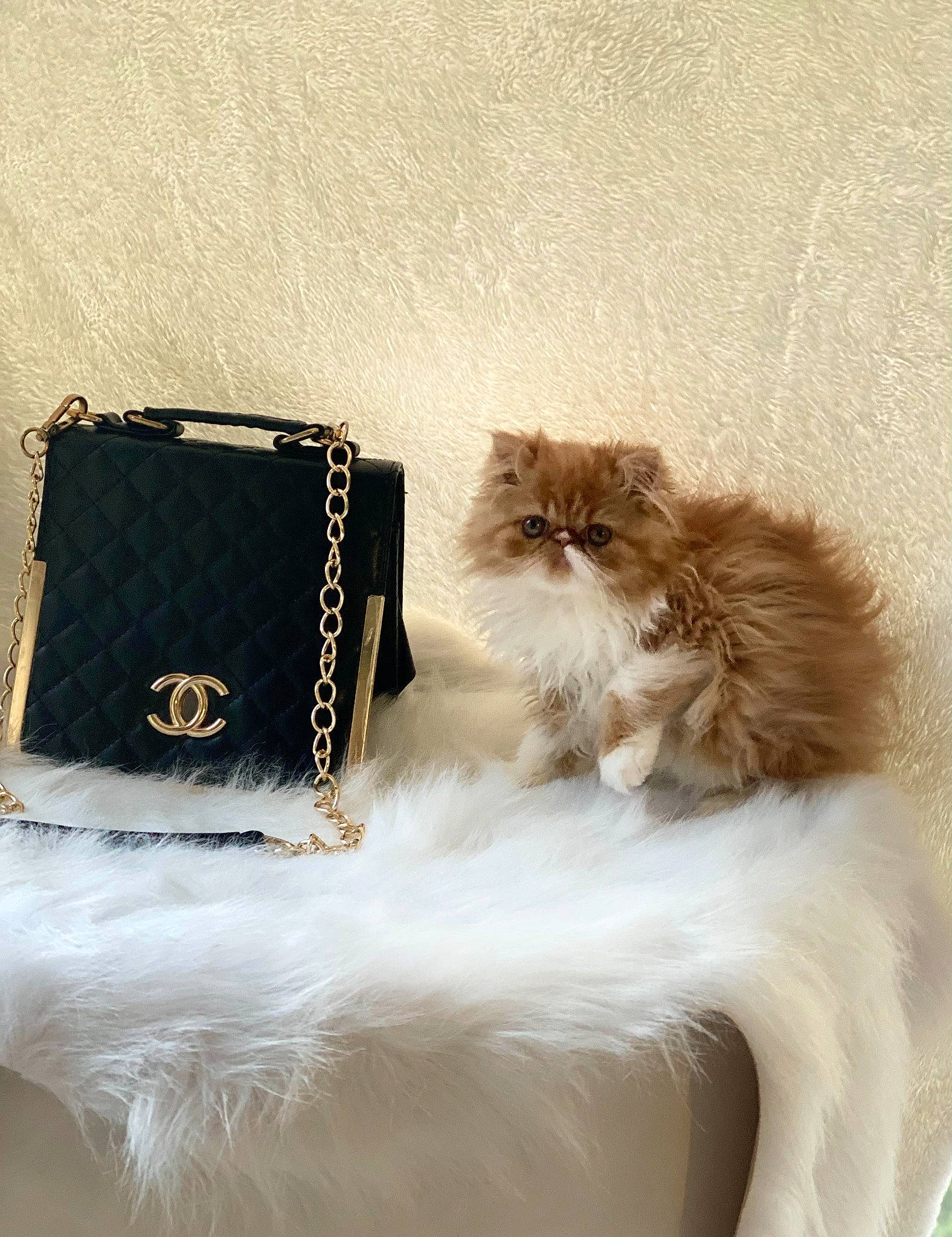 Chanel participe au concours pour gagner de l'argent avec cette photo : bag, carnivore, cat, companion_dog, eyewear, fashion_accessory, fawn, feather, felidae, font, fur, jewellery, leather, luggage_and_bags, rectangle, small_to_medium_sized_cats, tail, wallet, whiskers