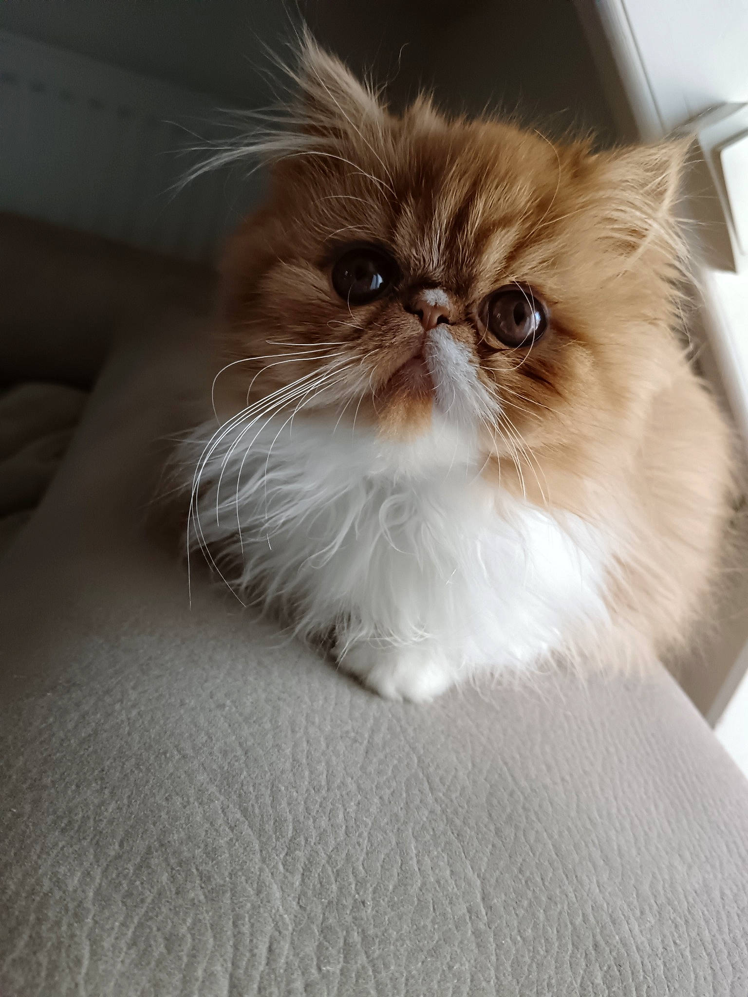 Chanel a rejoint le concours — aidez-le/la à gagner de superbes lots ! carnivore, cat, fawn, felidae, fur, persian, plant, small_to_medium_sized_cats, snout, terrestrial_animal, whiskers, wood