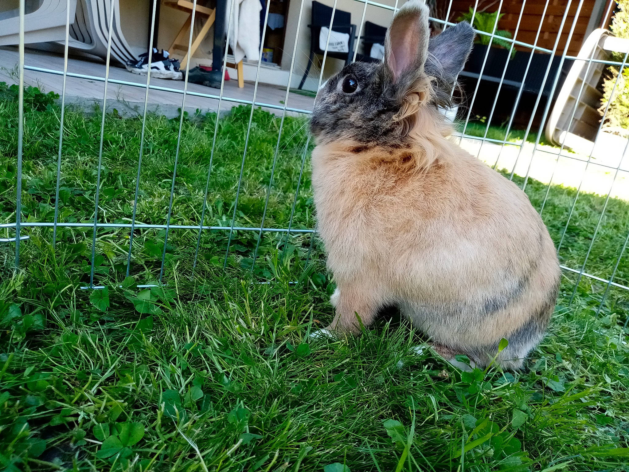 Robine a rejoint le concours — aidez-le/la à gagner de superbes lots ! backyard, domestic_rabbit, fawn, grass, hare, lawn, lower_keys_marsh_rabbit, plant, rabbit, rabbits_and_hares, whiskers, wildlife, wood_rabbit, yard