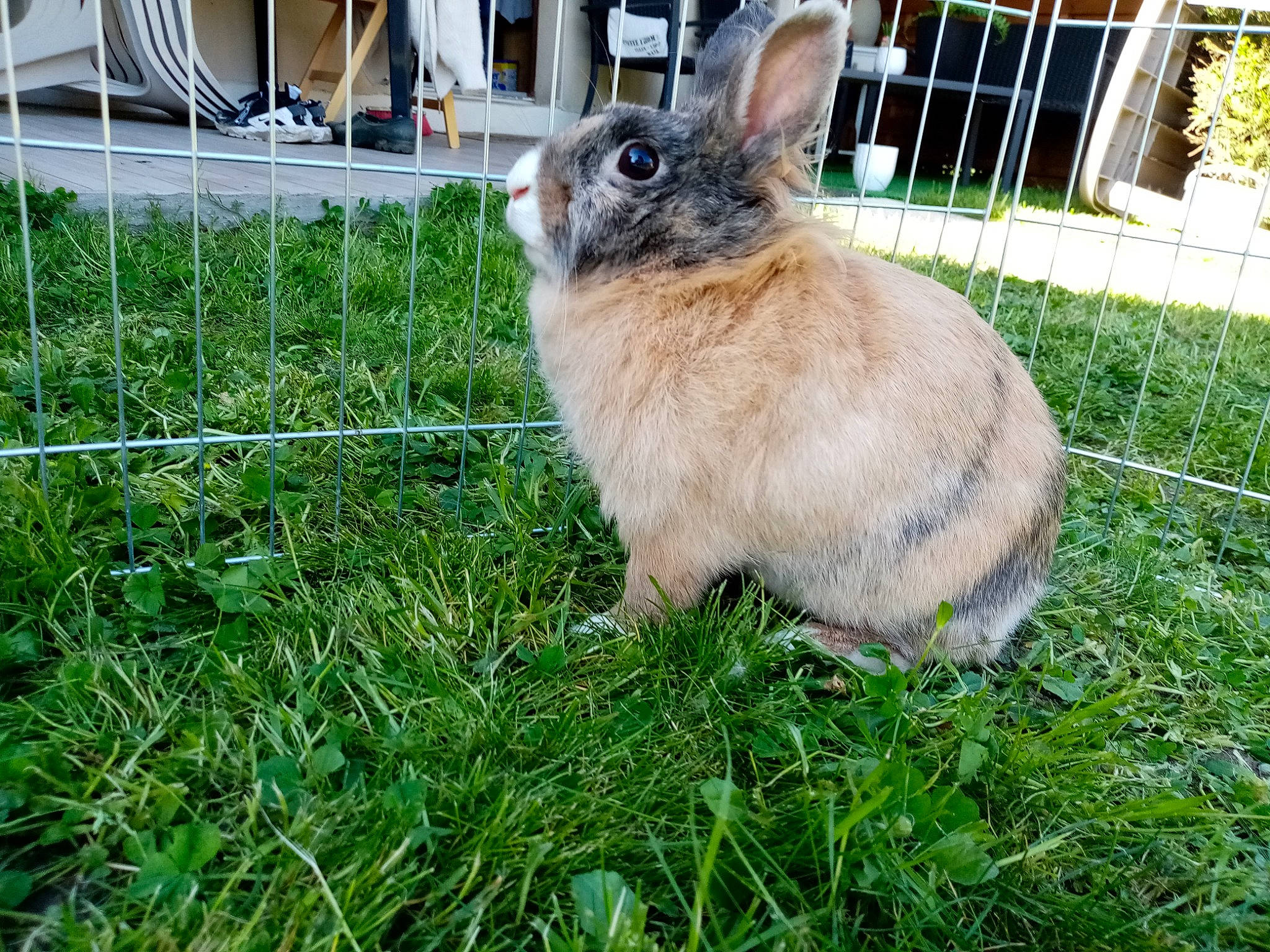 Robine a rejoint le concours — aidez-le/la à gagner de superbes lots ! domestic_rabbit, eastern_cottontail, fawn, grass, hare, lower_keys_marsh_rabbit, mammal, mountain_cottontail, plant, rabbit, rabbits_and_hares, whiskers, wildlife, wood_rabbit