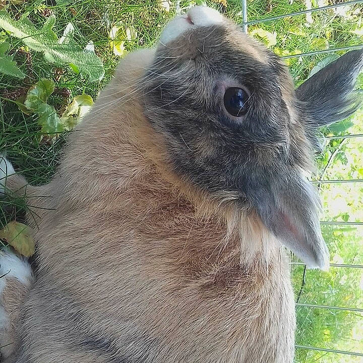 Robine a rejoint le concours — aidez-le/la à gagner de superbes lots ! domestic_rabbit, fawn, photography, plant, rabbit, rabbits_and_hares, snout, wildlife