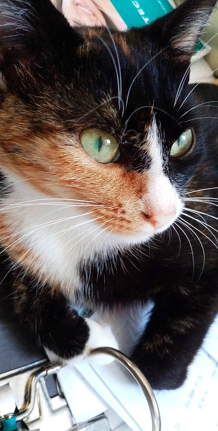 Rubis a rejoint le concours — aidez-le/la à gagner de superbes lots ! carnivore, cat, felidae, fur, iris, pet_supply, photography, small_to_medium_sized_cats, snout, terrestrial_animal, vertebrate, whiskers