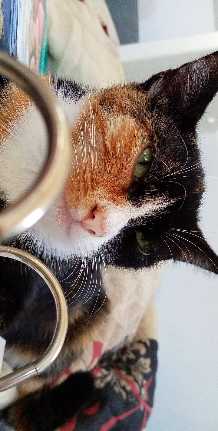 Rubis a rejoint le concours — aidez-le/la à gagner de superbes lots ! carnivore, cat, curious, domestic_short_haired_cat, felidae, fur, pet_supply, small_to_medium_sized_cats, snout, tabby_cat, vertebrate, whiskers