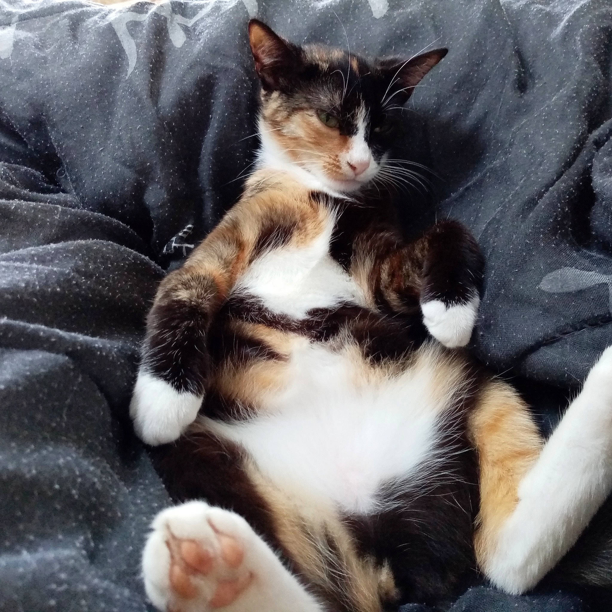 Rubis a rejoint le concours — aidez-le/la à gagner de superbes lots ! carnivore, cat, comfort, domestic_short_haired_cat, felidae, fur, paw, small_to_medium_sized_cats, snout, tail, toe, vertebrate, whiskers