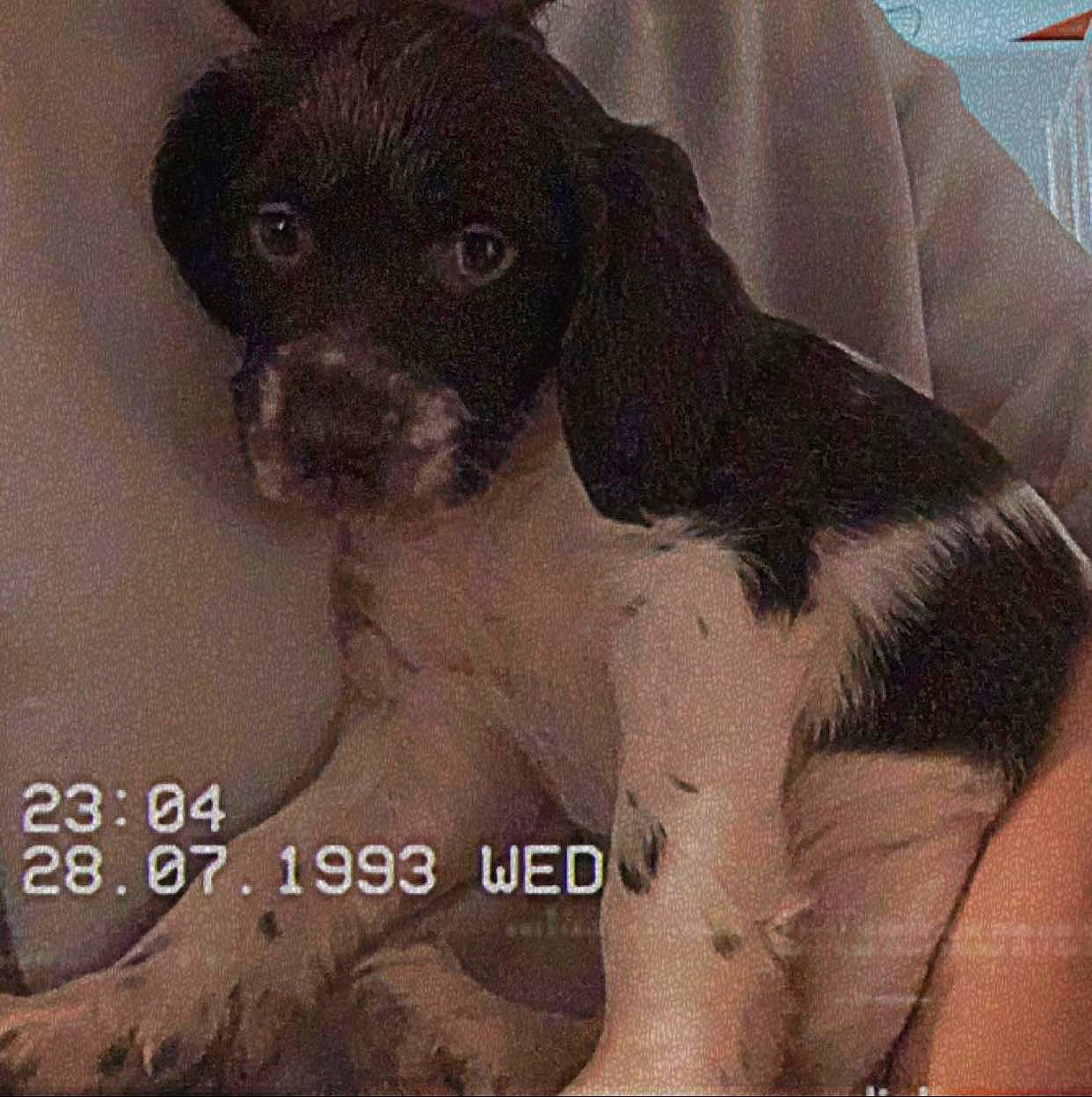 Tornade participe au concours pour gagner de l'argent avec cette photo : art, canidae, carnivore, companion_dog, dog, dog_breed, fur, liver, non_sporting_group, painting, pattern, photo_caption, snout, sporting_group, terrestrial_animal, toy_dog, whiskers, working_animal