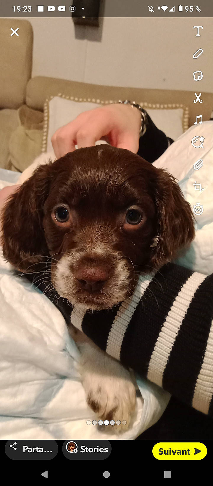 Tornade a rejoint le concours — aidez-le/la à gagner de superbes lots ! borador, canidae, carnivore, collar, companion_dog, dog, dog_breed, fur, gun_dog, hunting_dog, liver, non_sporting_group, puppy, snout, spaniel, sporting_group, terrestrial_animal, whiskers, working_animal