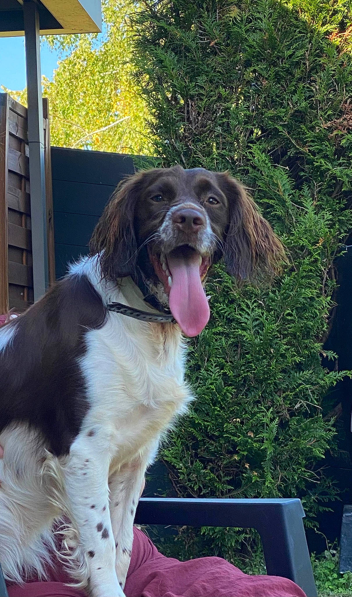 Tornade a rejoint le concours — aidez-le/la à gagner de superbes lots ! canidae, carnivore, companion_dog, dog, dog_breed, dog_collar, fang, fur, grass, gun_dog, liver, plant, pointing_breed, retriever, shout, spaniel, sporting_group, tree, working_dog, yawn