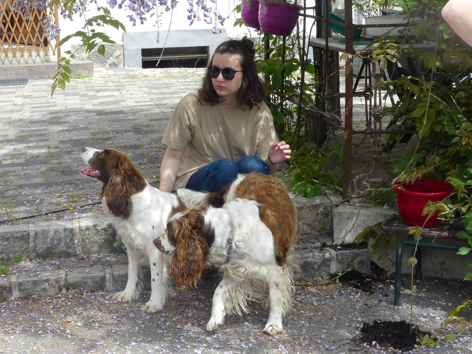 Inouk participe au concours pour gagner de l'argent avec cette photo : canidae, carnivore, dog, dog_breed, drentse_patrijshond, english_cocker_spaniel, english_springer_spaniel, field_spaniel, french_spaniel, german_longhaired_pointer, irish_red_and_white_setter, mammal, russian_spaniel, setter, small_munsterlander, spaniel, sporting_group, vertebrate, welsh_springer_spaniel