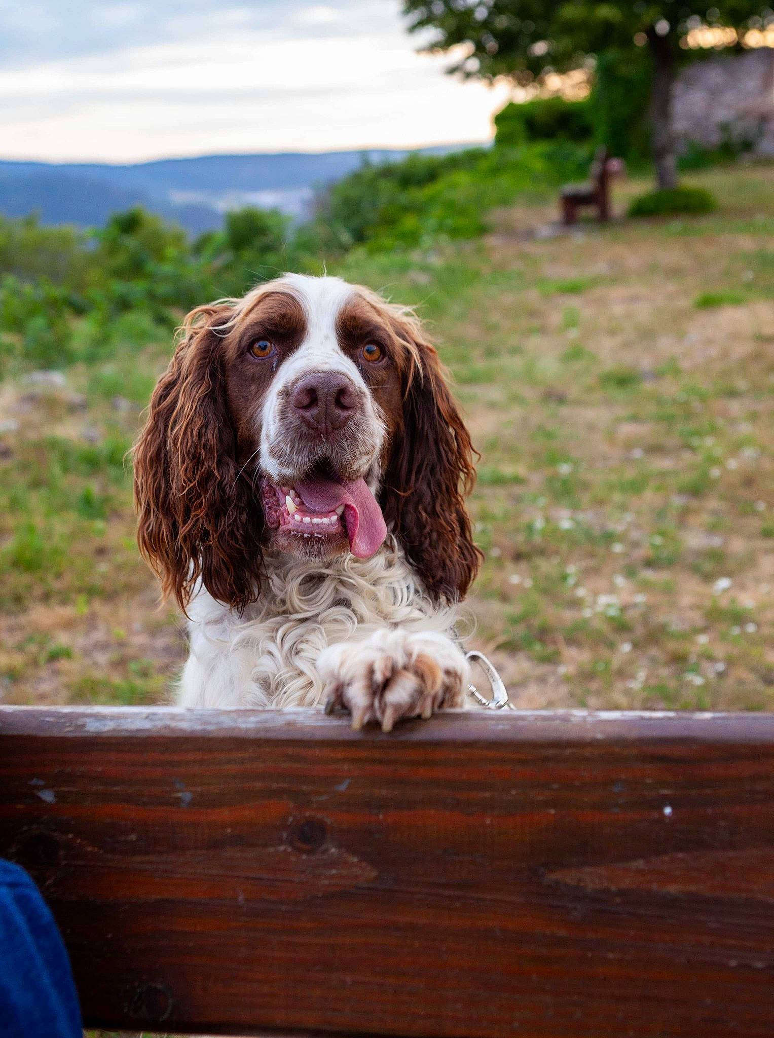 Inouk participe au concours pour gagner de l'argent avec cette photo : canidae, carnivore, cocker_spaniel, dog, dog_breed, drentse_patrijshond, english_cocker_spaniel, english_springer_spaniel, field_spaniel, french_spaniel, german_spaniel, mammal, rare_breed_dog, russian_spaniel, spaniel, sporting_group, sussex_spaniel, vertebrate, welsh_springer_spaniel