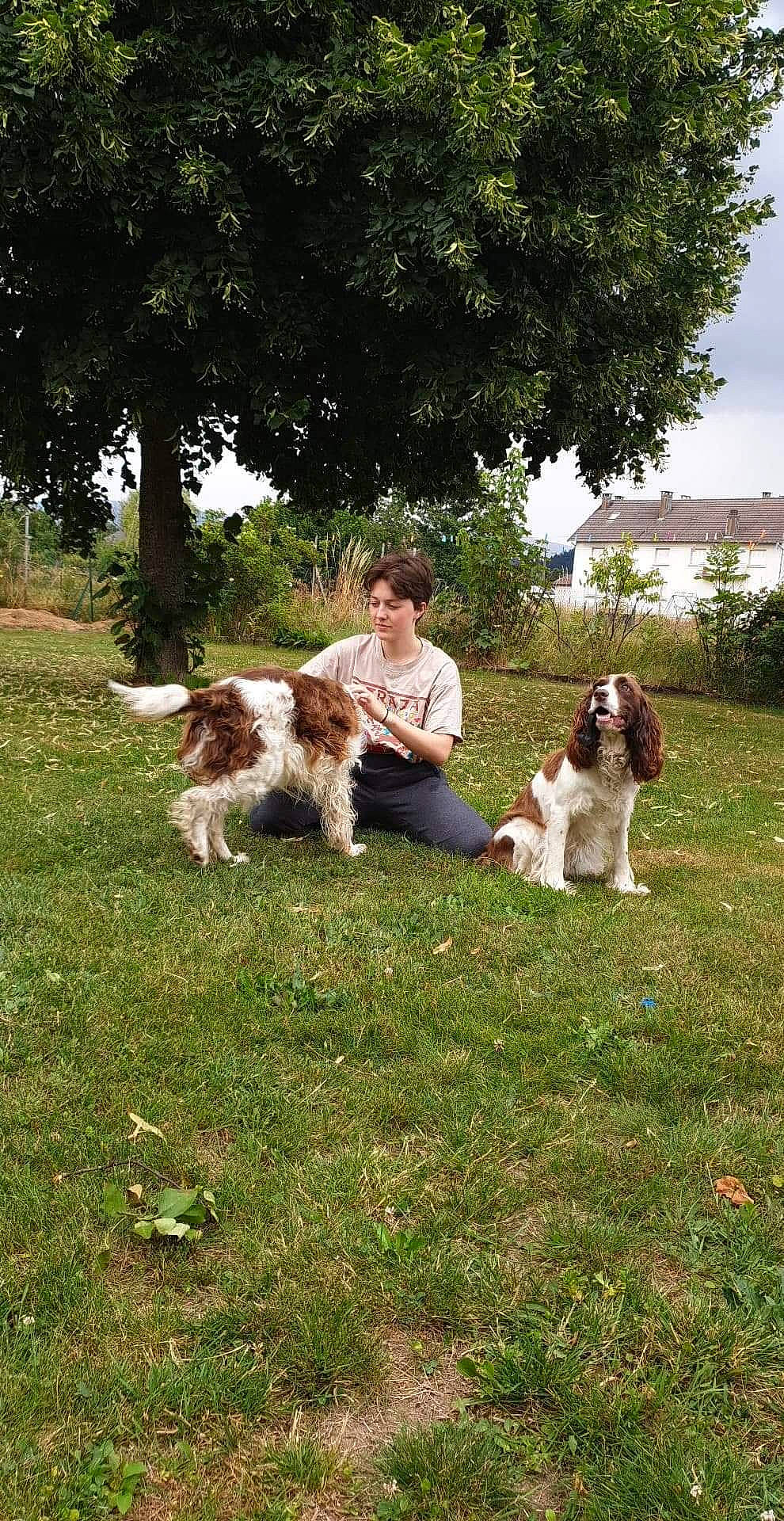 Inouk participe au concours pour gagner de l'argent avec cette photo : canidae, carnivore, cavalier_king_charles_spaniel, companion_dog, dog, dog_breed, drentse_patrijshond, english_springer_spaniel, french_spaniel, german_longhaired_pointer, irish_red_and_white_setter, king_charles_spaniel, kooikerhondje, mammal, russian_spaniel, small_munsterlander, spaniel, sporting_group, vertebrate, welsh_springer_spaniel