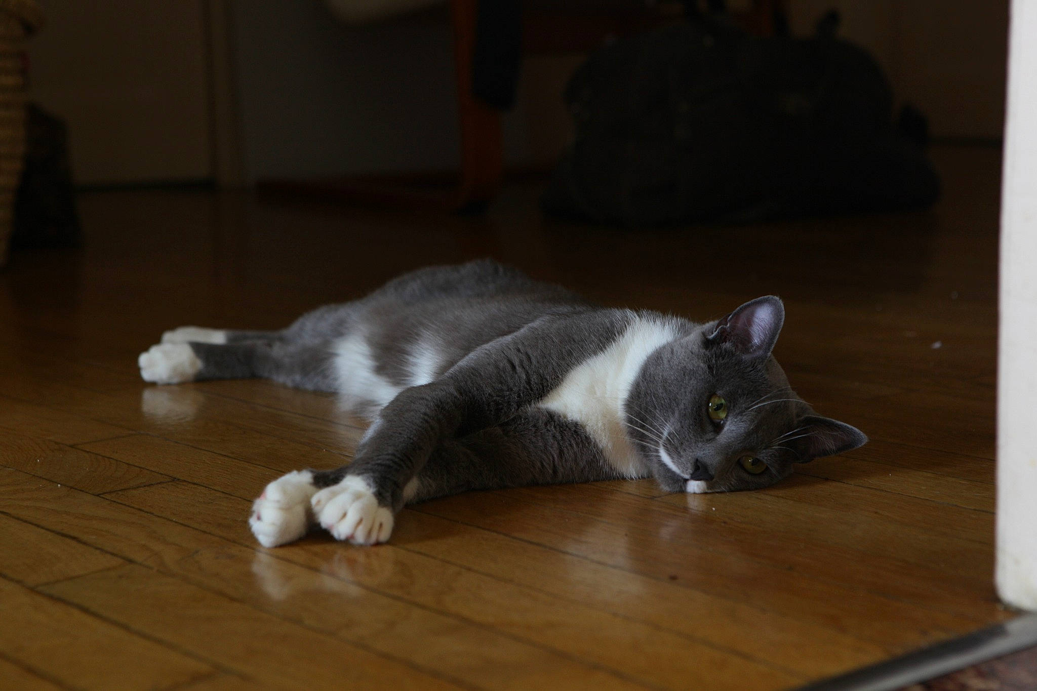 Orpheus participe au concours pour gagner de l'argent avec cette photo : carnivore, cat, domestic_short_haired_cat, felidae, floor, flooring, fur, hardwood, kitten, laminate_flooring, mammal, paw, polydactyl_cat, small_to_medium_sized_cats, snout, tail, whiskers, wood