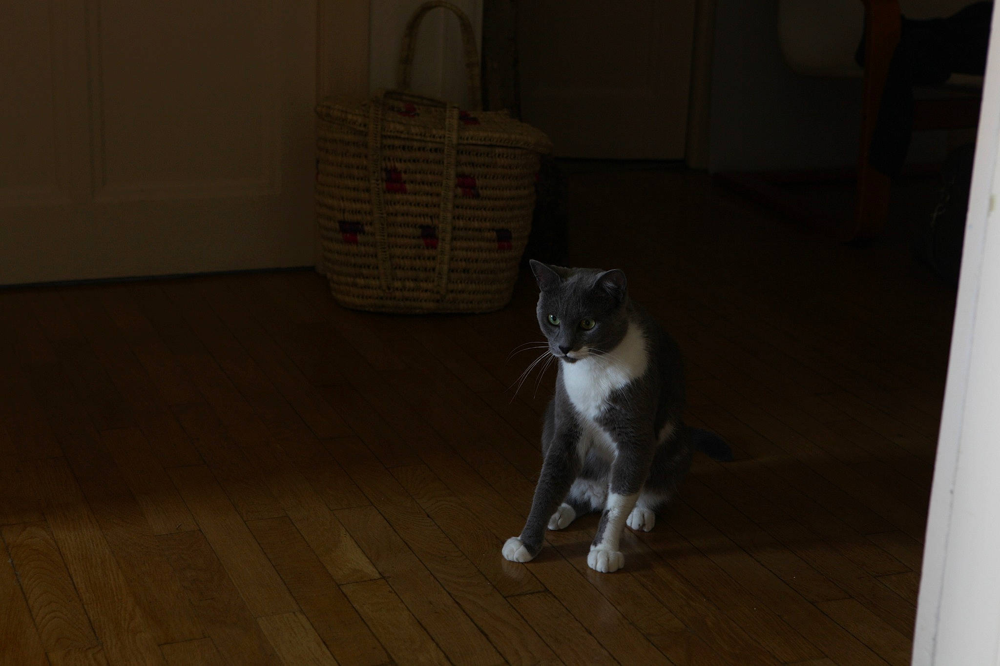 Orpheus a rejoint le concours — aidez-le/la à gagner de superbes lots ! carnivore, cat, domestic_short_haired_cat, european_shorthair, felidae, floor, flooring, hardwood, kitten, laminate_flooring, polydactyl_cat, small_to_medium_sized_cats, tail, tile, whiskers, wood, wood_flooring