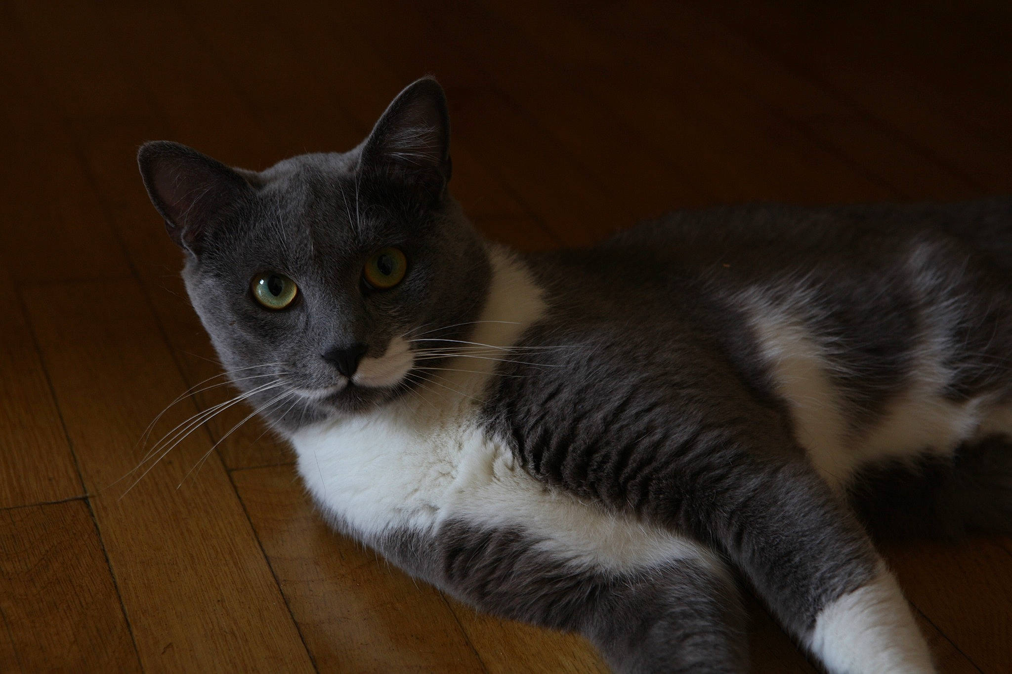 Orpheus a rejoint le concours — aidez-le/la à gagner de superbes lots ! american_wirehair, asian, black_and_white, carnivore, cat, domestic_short_haired_cat, european_shorthair, felidae, fur, kitten, mammal, polydactyl_cat, small_to_medium_sized_cats, snout, tail, vertebrate, whiskers