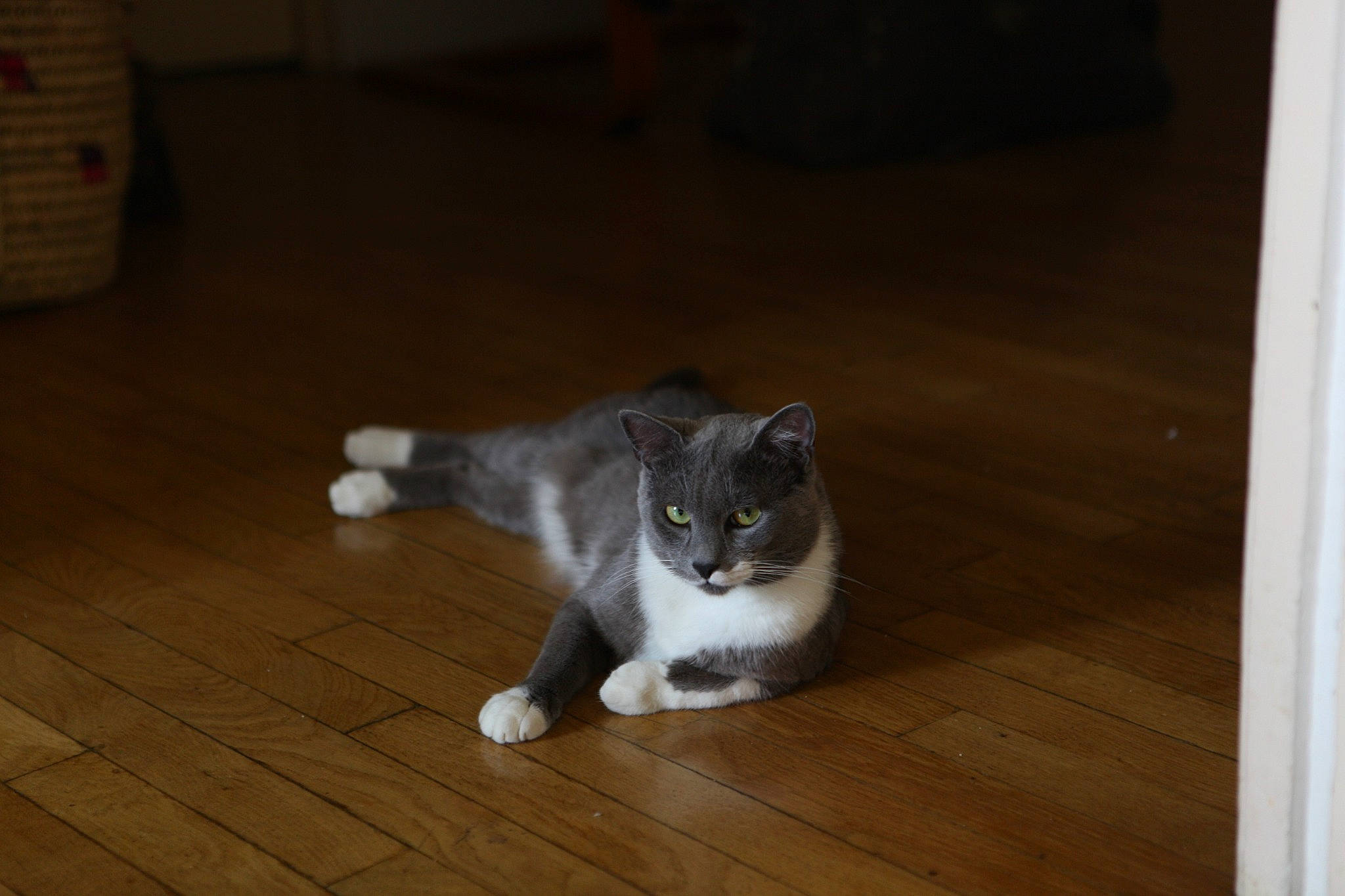 Orpheus participe au concours pour gagner de l'argent avec cette photo : aegean_cat, carnivore, cat, domestic_short_haired_cat, european_shorthair, eye, felidae, floor, flooring, fur, hardwood, laminate_flooring, mammal, polydactyl_cat, room, small_to_medium_sized_cats, snout, tail, whiskers, wood