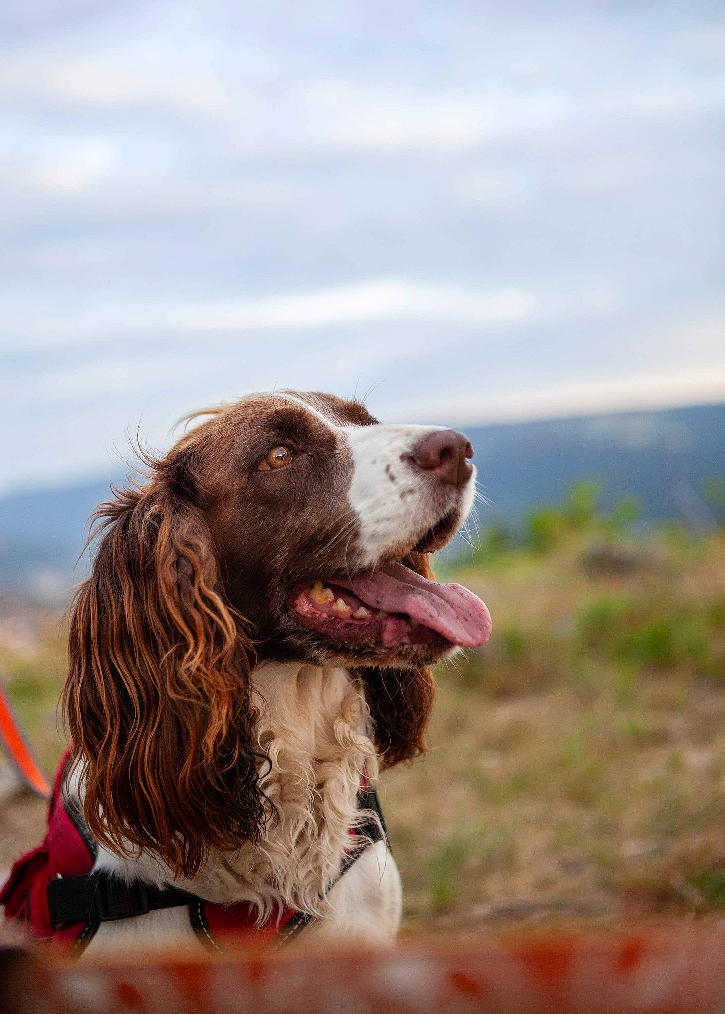 Bella participe au concours pour gagner de l'argent avec cette photo : boykin_spaniel, canidae, carnivore, dog, dog_breed, drentse_patrijshond, english_springer_spaniel, field_spaniel, french_spaniel, german_longhaired_pointer, german_spaniel, hunting_dog, mammal, picardy_spaniel, small_munsterlander, snout, spaniel, sporting_group, vertebrate, welsh_springer_spaniel
