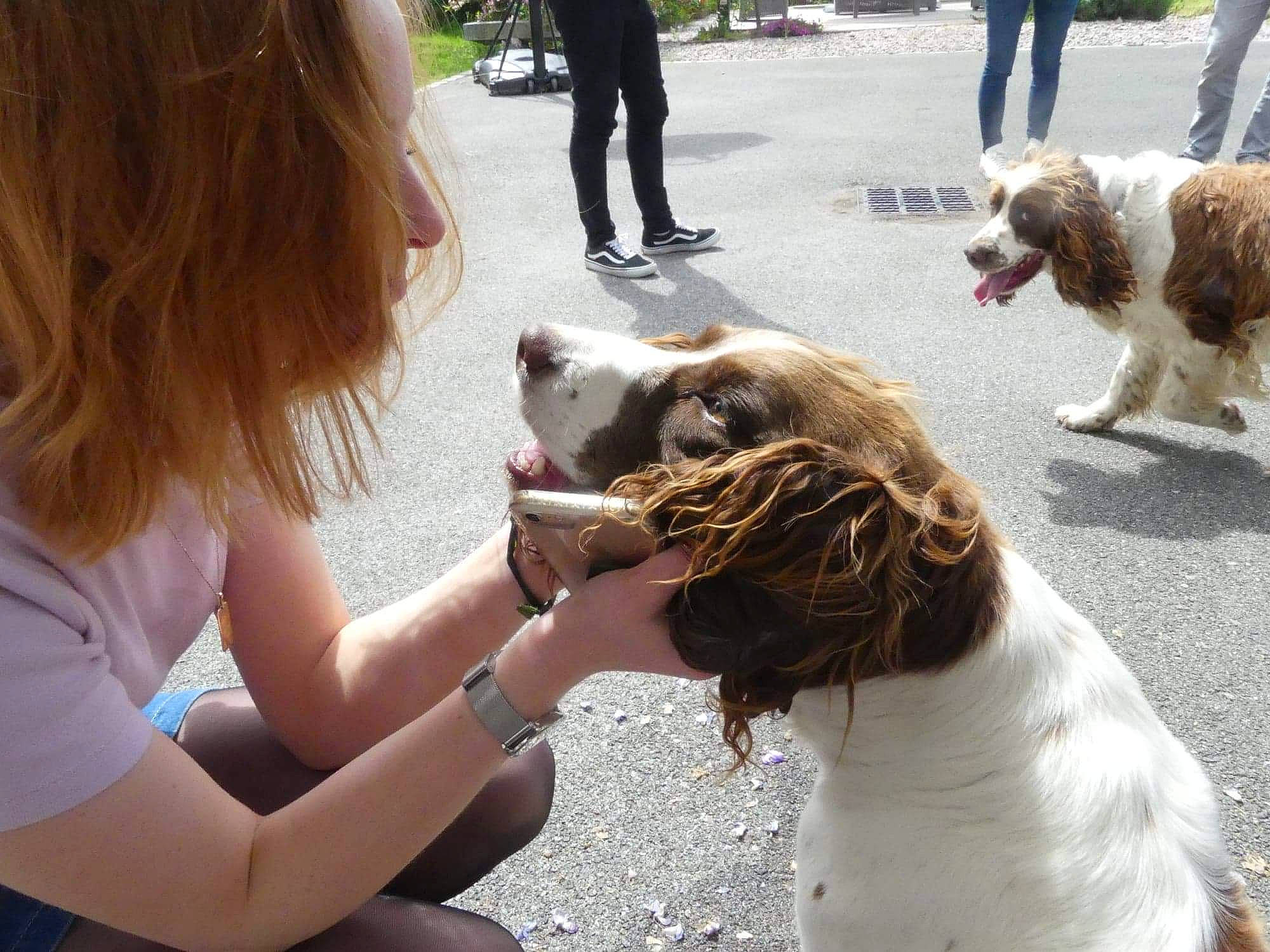 Bella participe au concours pour gagner de l'argent avec cette photo : canidae, carnivore, companion_dog, dog, dog_breed, drentse_patrijshond, english_cocker_spaniel, english_springer_spaniel, french_spaniel, fun, king_charles_spaniel, mammal, puppy_love, russian_spaniel, setter, small_munsterlander, spaniel, sporting_group, vertebrate, welsh_springer_spaniel