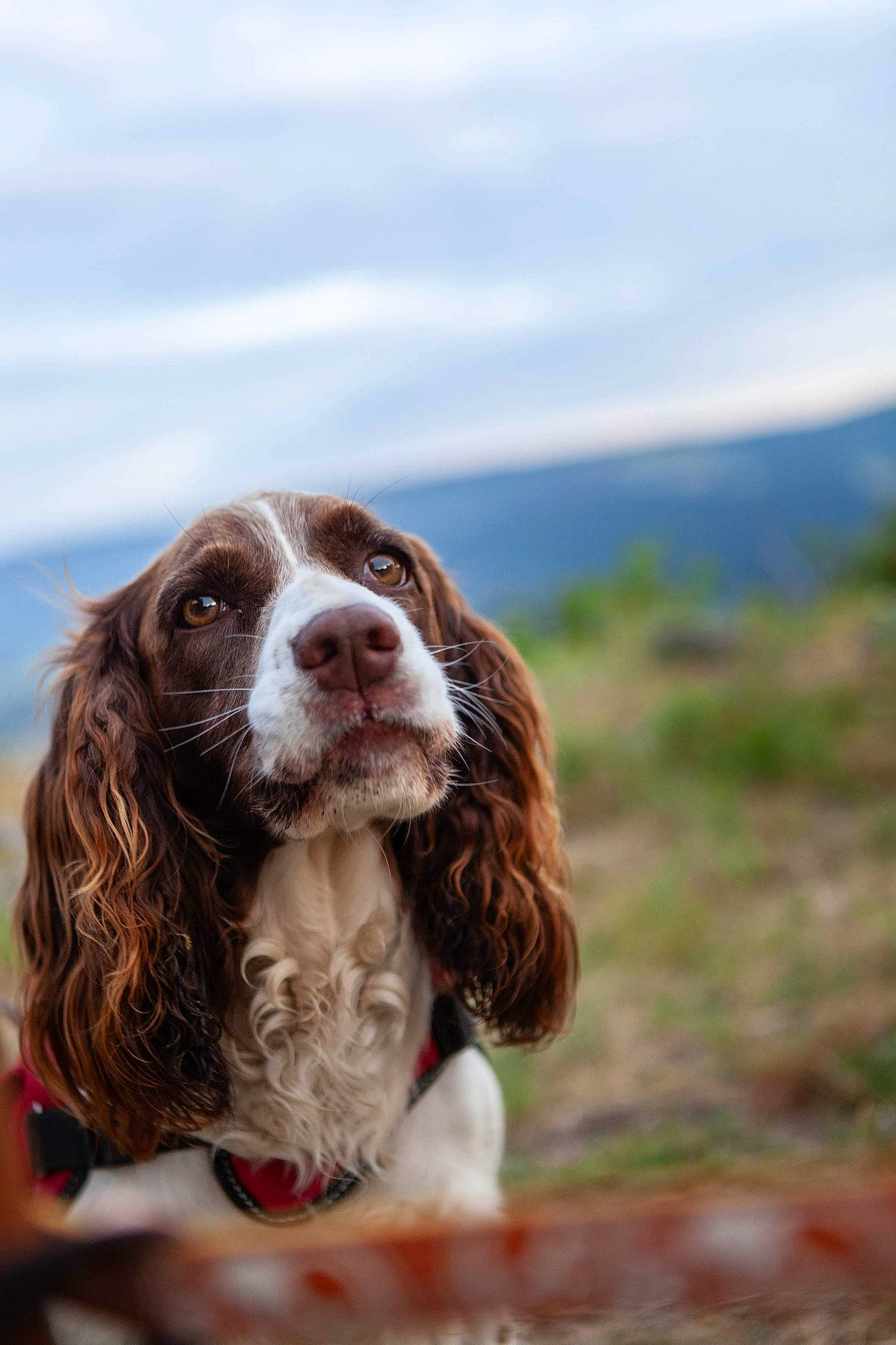 Bella a rejoint le concours — aidez-le/la à gagner de superbes lots ! canidae, carnivore, cocker_spaniel, dog, dog_breed, drentse_patrijshond, english_cocker_spaniel, english_springer_spaniel, field_spaniel, french_spaniel, german_longhaired_pointer, german_spaniel, mammal, rare_breed_dog, russian_spaniel, small_munsterlander, spaniel, sporting_group, vertebrate, welsh_springer_spaniel