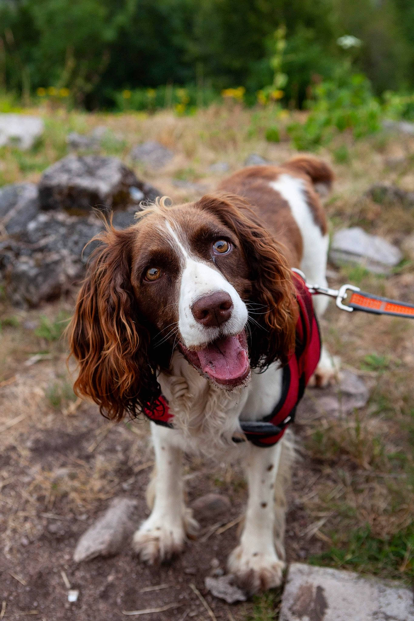 Bella participe au concours pour gagner de l'argent avec cette photo : canidae, carnivore, companion_dog, dog, dog_breed, drentse_patrijshond, english_springer_spaniel, french_spaniel, german_longhaired_pointer, german_spaniel, hunting_dog, irish_red_and_white_setter, mammal, rare_breed_dog, russian_spaniel, small_munsterlander, spaniel, sporting_group, vertebrate, welsh_springer_spaniel
