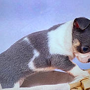Azur Et Athena participe au concours pour gagner de l'argent avec cette photo : puppy, dog, small_dog, gray_and_white, curious, basket, soft_texture, indoor, close_up, pet, animal, cute, young, fur, side_view, exploring, paws, head, ears, tail
