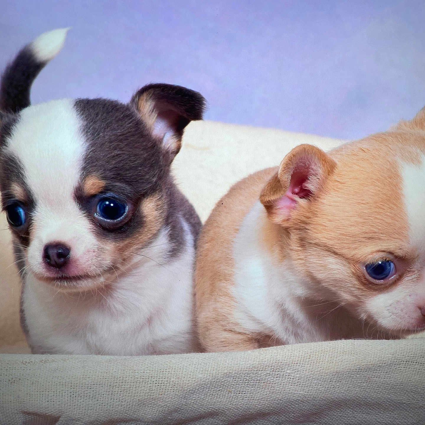 Azur Et Athena a rejoint le concours — aidez-le/la à gagner de superbes lots ! animal, beige, blanket, closeup, companions, curious, cute, dog, ears, eyes, fur, indoor, nose, pet, portrait, puppy, small, snout, soft, young