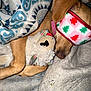 blanket, brown_dog, christmas, comfort, cozy, dog, eye_mask, fabric, fur, green, holiday, indoor, patterned_blanket, pet, plush_toy, red, resting, sleeping, soft, stuffed_animal