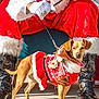 Azula joined the competition — help win amazing prizes! animal, boots, brown_dog, christmas, costume, cute, dog, festive, holiday, holiday_sweater, leash, outdoor, person, pet, red_clothing, santa_claus_costume, sidewalk, small_dog, white_fur_trim, winter_wear