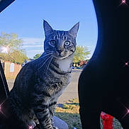 Menace is registered to the contest to win money with this photo: animal, car_window, cat, curious, daylight, ears, feline, fire_hydrant, grass, nature, outdoor, pet, side_view, sky, sparkle_effect, suburban, tabby, trees, whiskers, window_frame
