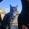animal, car_window, cat, curious, daylight, ears, feline, fire_hydrant, grass, nature, outdoor, pet, side_view, sky, sparkle_effect, suburban, tabby, trees, whiskers, window_frame