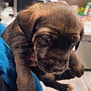 Buster is registered to the contest to win money with this photo: puppy, dog, brown_coat, sleepy, cute, pet, indoor, hand_holding, blue_fleece, closeup, young_animal, adorable, fur, mammal, domestic_animal, face, paw, person, background, soft_light