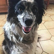 Pipa a rejoint le concours — aidez-le/la à gagner de superbes lots ! dog, indoor, black_and_white, speckled_fur, happy, tongue_out, pet, floor, tile, animal, canine, fur, ears, smile, looking_at_camera, paw, house, home, friendly, companion