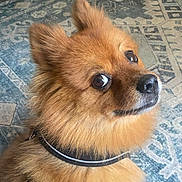 Sammy joined the competition — help win amazing prizes! dog, pomeranian, fluffy, brown, pet, indoor, collar, carpet, looking_back, animal, cute, furry, domestic, companion, small_dog, ears, face, snout, fur, alert