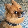 dog, pomeranian, fluffy, brown, pet, indoor, collar, carpet, looking_back, animal, cute, furry, domestic, companion, small_dog, ears, face, snout, fur, alert
