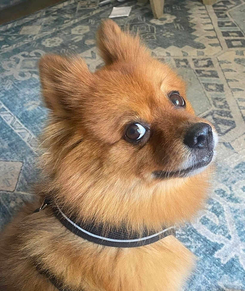 Sammy joined the competition — help win amazing prizes! dog, pomeranian, fluffy, brown, pet, indoor, collar, carpet, looking_back, animal, cute, furry, domestic, companion, small_dog, ears, face, snout, fur, alert
