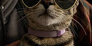 Doja is registered to the contest to win money with this photo: cat, tabby, sunglasses, heart_shaped, collar, pet, animal, indoor, hands, person, feline, close_up, cute, whiskers, face, fashion, accessory, cozy, soft_lighting, portrait